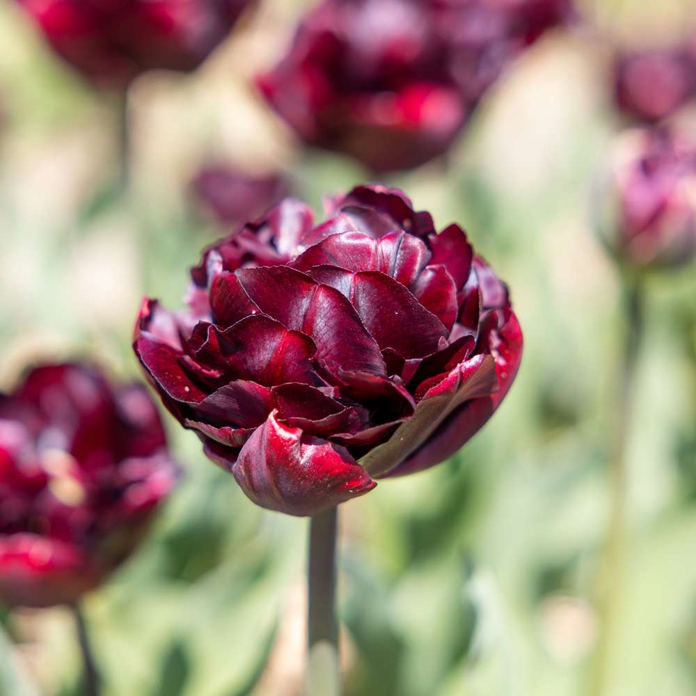 Tulpan 'Palmyra'